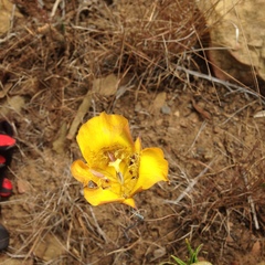 Calochortus clavatus