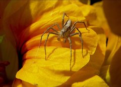 Oxyopes elegans