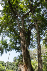 Paubrasilia echinata