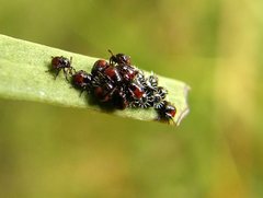 Oechalia schellenbergii