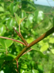 Pyrus communis caucasica