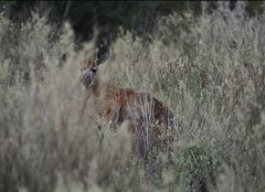 Osphranter robustus erubescens