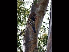 Platycercus elegans flaveolus