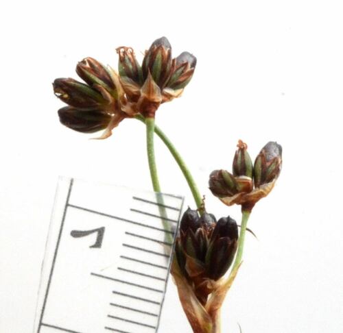 Image of Juncus covillei by no rights reserved