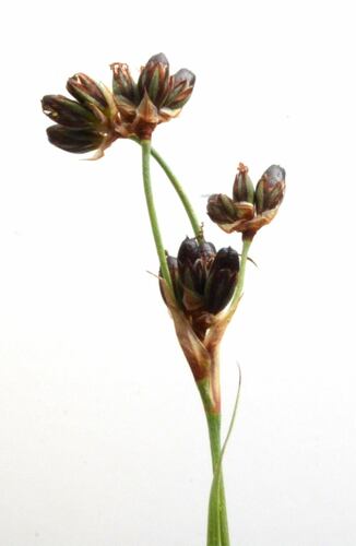 Image of Juncus covillei by no rights reserved