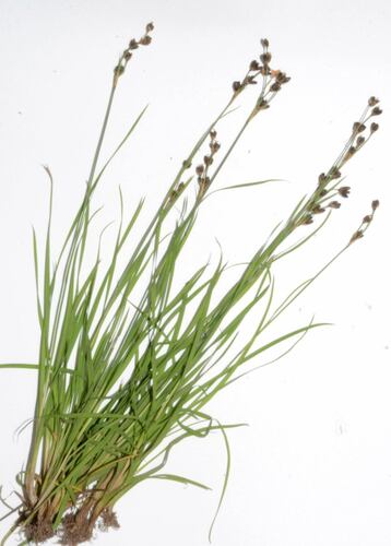 Coville's rush (Juncus covillei)