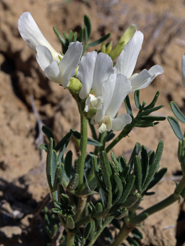 Nelson's milkvetch (Astragalus nelsonianus)