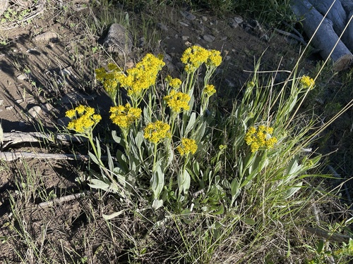 Senecio atratus
