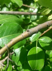 Pyrus communis caucasica
