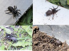 Hadronyche modesta