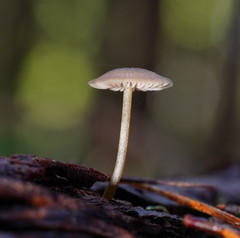 Entoloma readiae