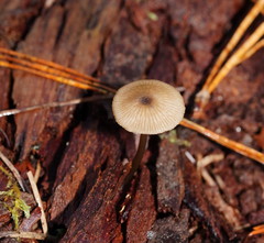 Entoloma readiae