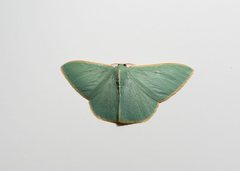 Chlorocoma assimilis