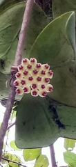 Hoya