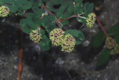 Euphorbia berteroana