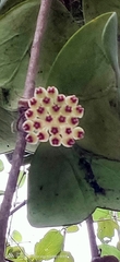 Hoya
