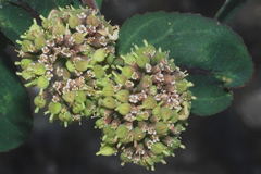 Euphorbia berteroana