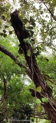 Hoya