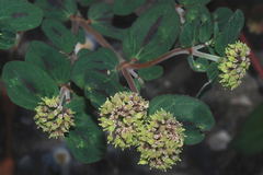 Euphorbia berteroana