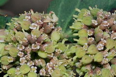 Euphorbia berteroana