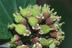 Euphorbia berteroana