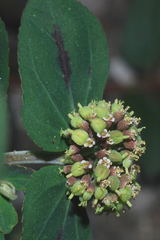 Euphorbia berteroana