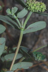 Euphorbia berteroana