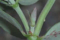 Euphorbia berteroana