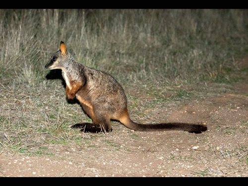 Brush-tailed Rock Wallaby
