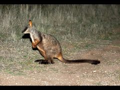 Brush-Tailed Rock-Wallaby photo 3