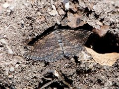 Chrysolarentia squamulata