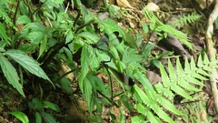 Psolodesmus mandarinus