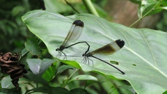 Psolodesmus mandarinus