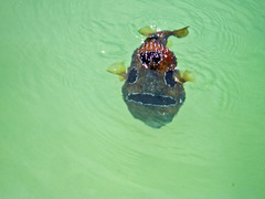 Diodon liturosus