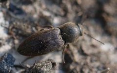 Agriotes obscurus