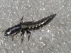 Thyreocephalus chloropterus