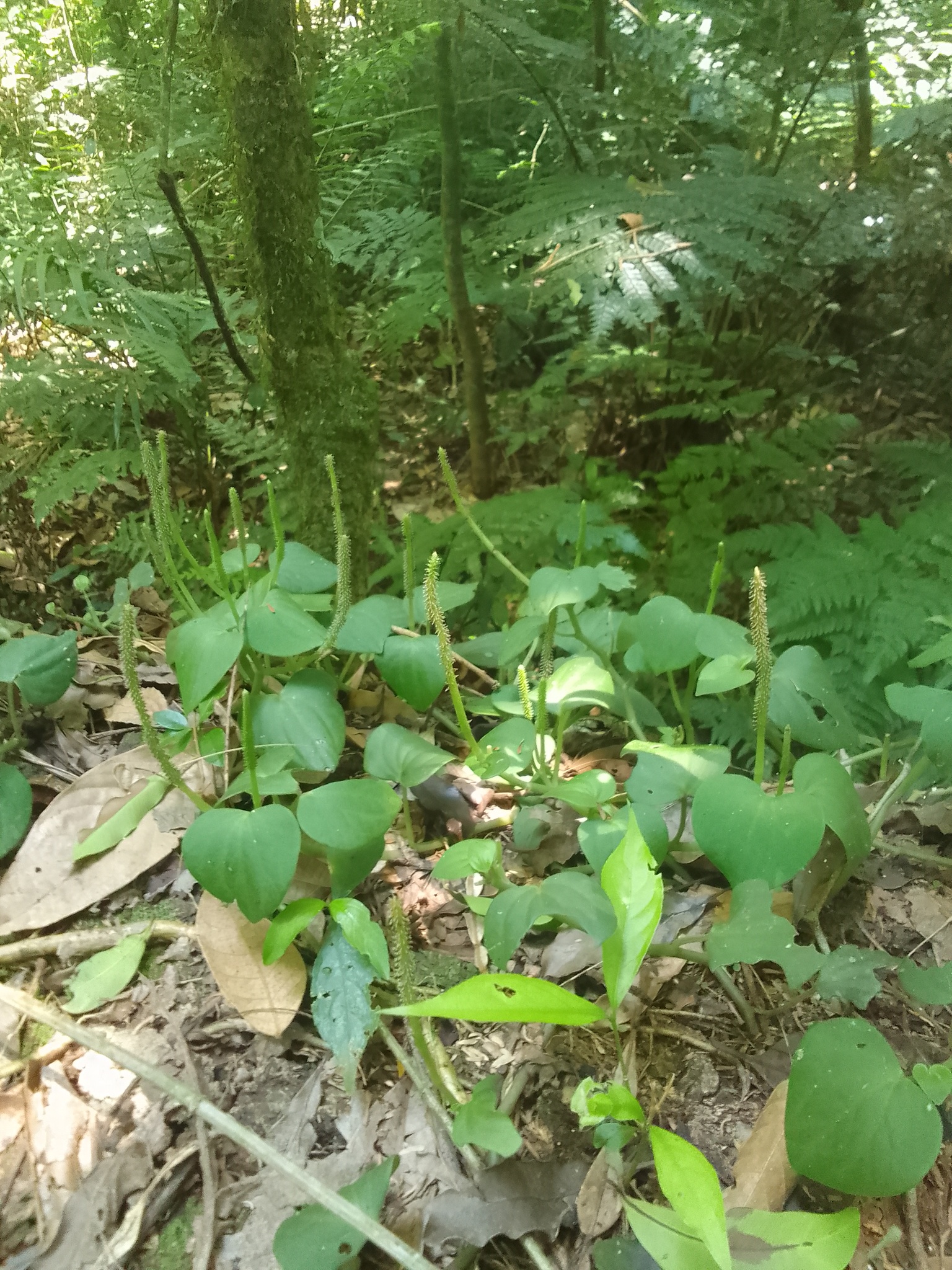 Peperomia urocarpa