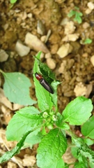 Ludioschema obscuripes