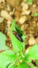 Ludioschema obscuripes