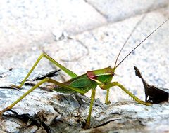 Terpandrus