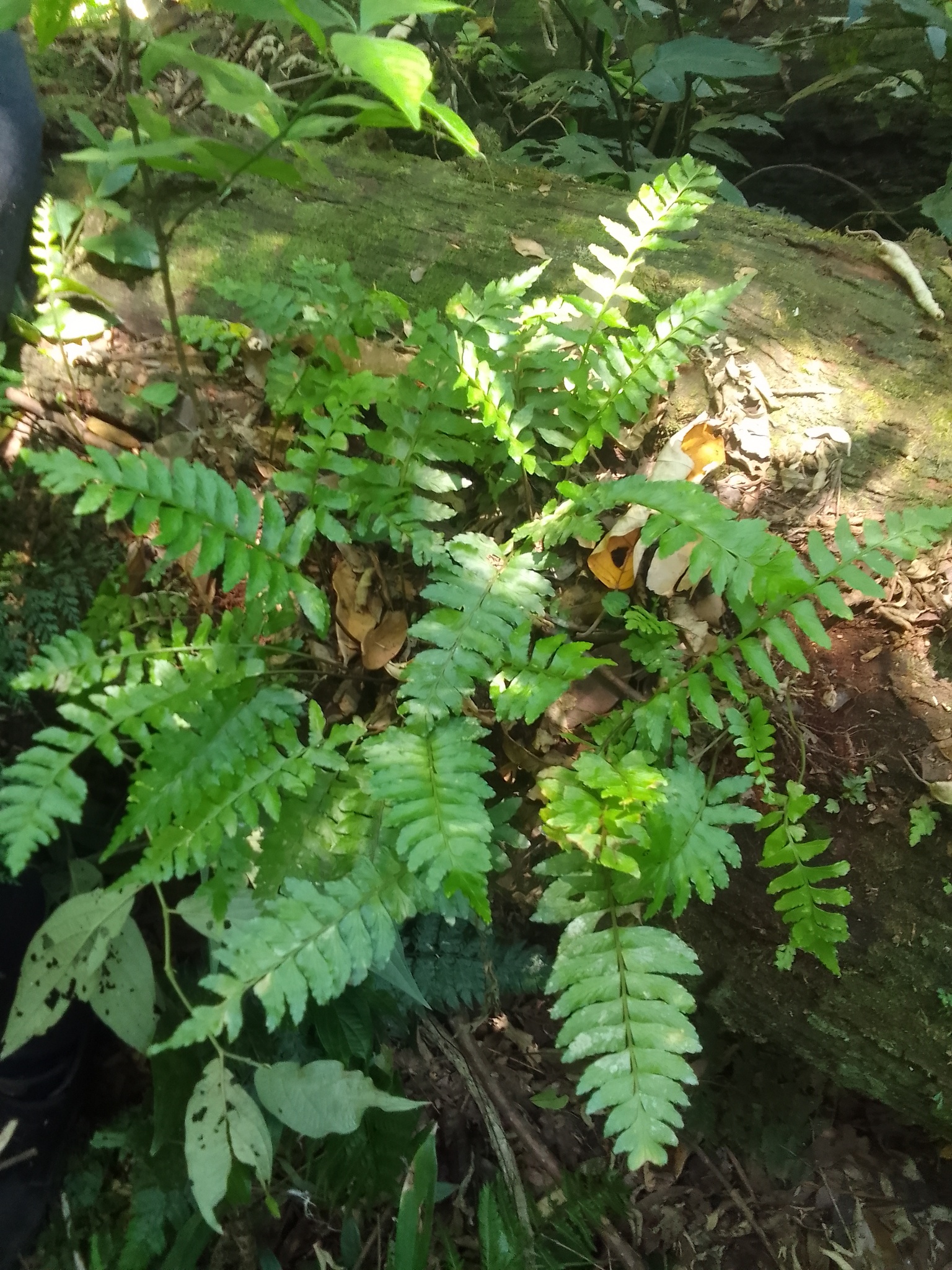 Asplenium inaequilaterale