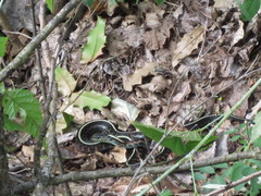 Thamnophis sirtalis concinnus