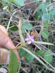 Seringia corollata