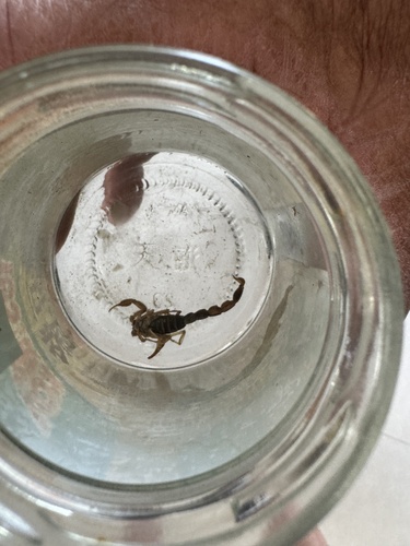 Chinese Scorpion
