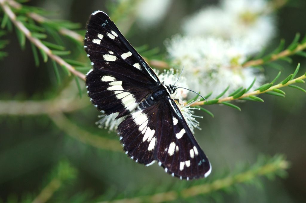 Donovan's Day Moth