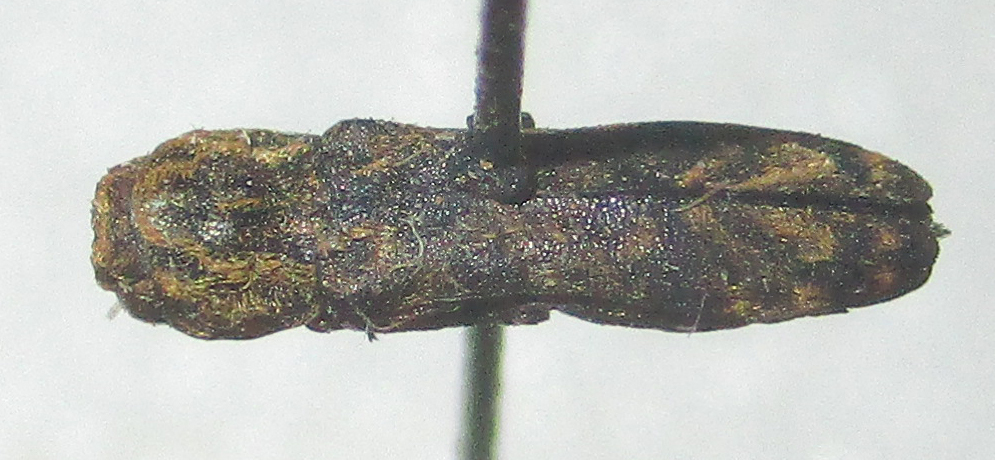 Planidia freudei