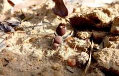 Ephutomorpha ferruginata