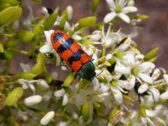 Castiarina crenata