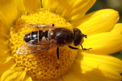 Orange-spined Drone Fly, 1093 ED Amsterdam, Nederland, photo 9 of 10