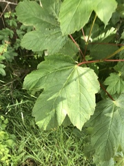 Acer pseudoplatanus